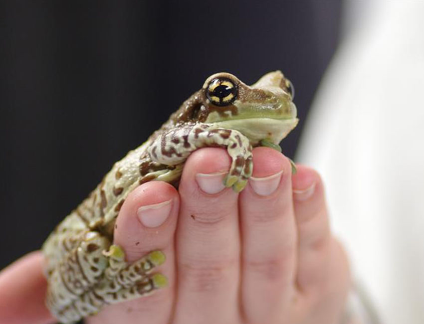 Frog on a hand