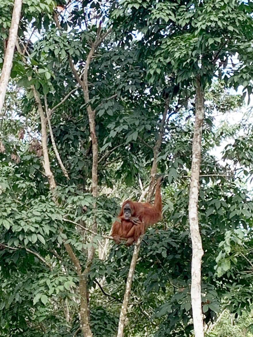 UW ATOVA Orangutan