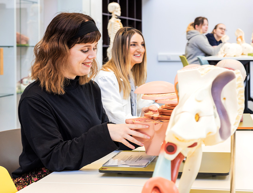 Two students seated at a table, one is looking at an anatomical model of a head and brain