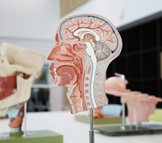 An anatomical model showing the internal structures of a human head